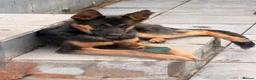 German Shepherd dogs for sale: German shepherd male 14 months  in Stoke-on-Trent - Advert 4