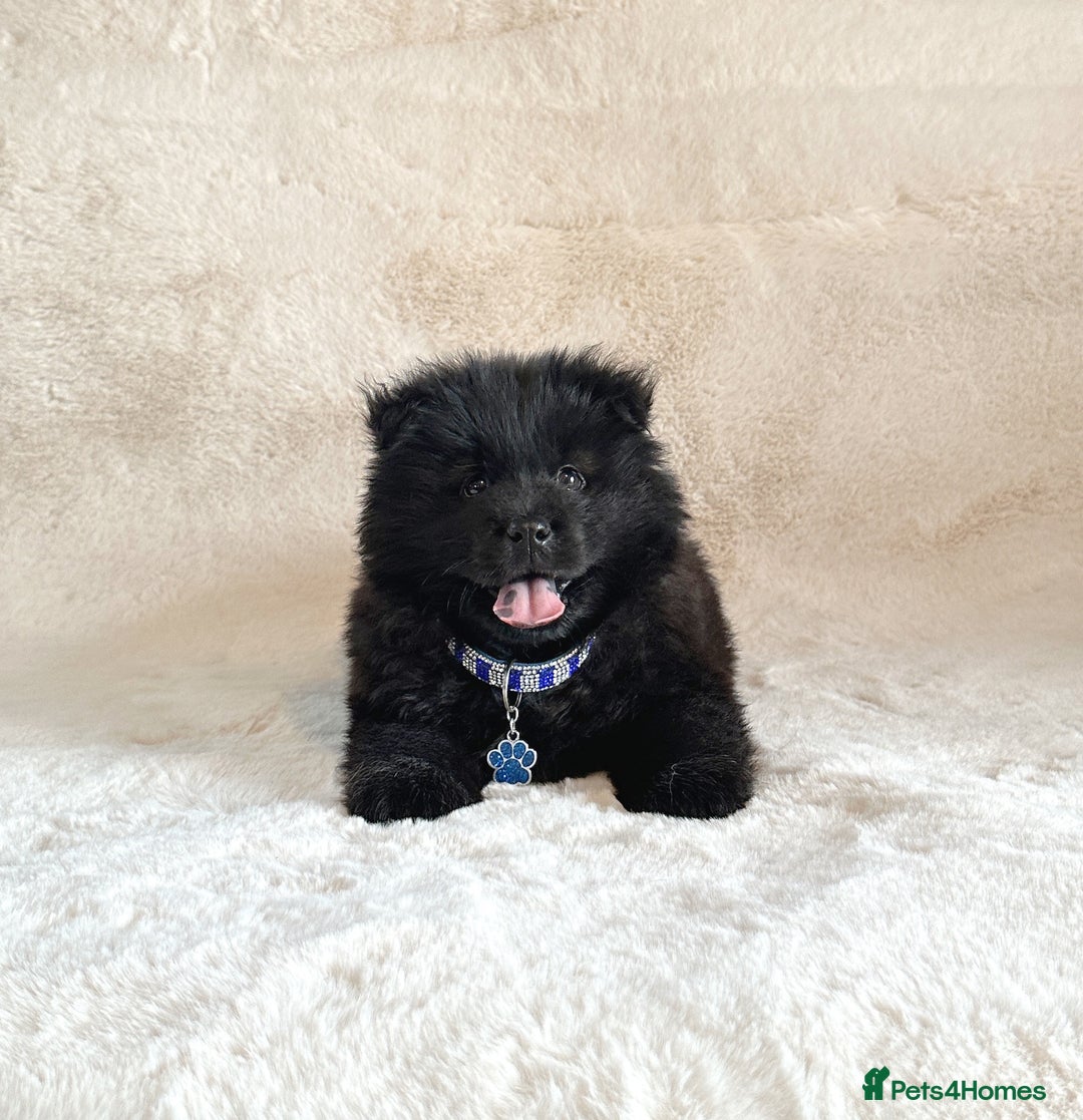Siberian Husky dogs for sale: Stunning exotic colour chowsky puppies for sale  - Image 27