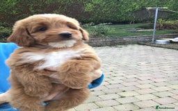Bernedoodle dogs for sale: Rare Toy bernedoodles  - Image 8