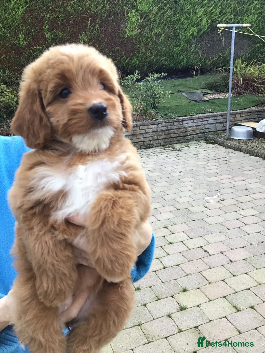 Bernedoodle dogs for sale: Rare Toy bernedoodles  - Image 8