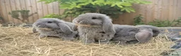 Mini Lop rabbits for sale: Mini Lop/French Lop - Advert 4