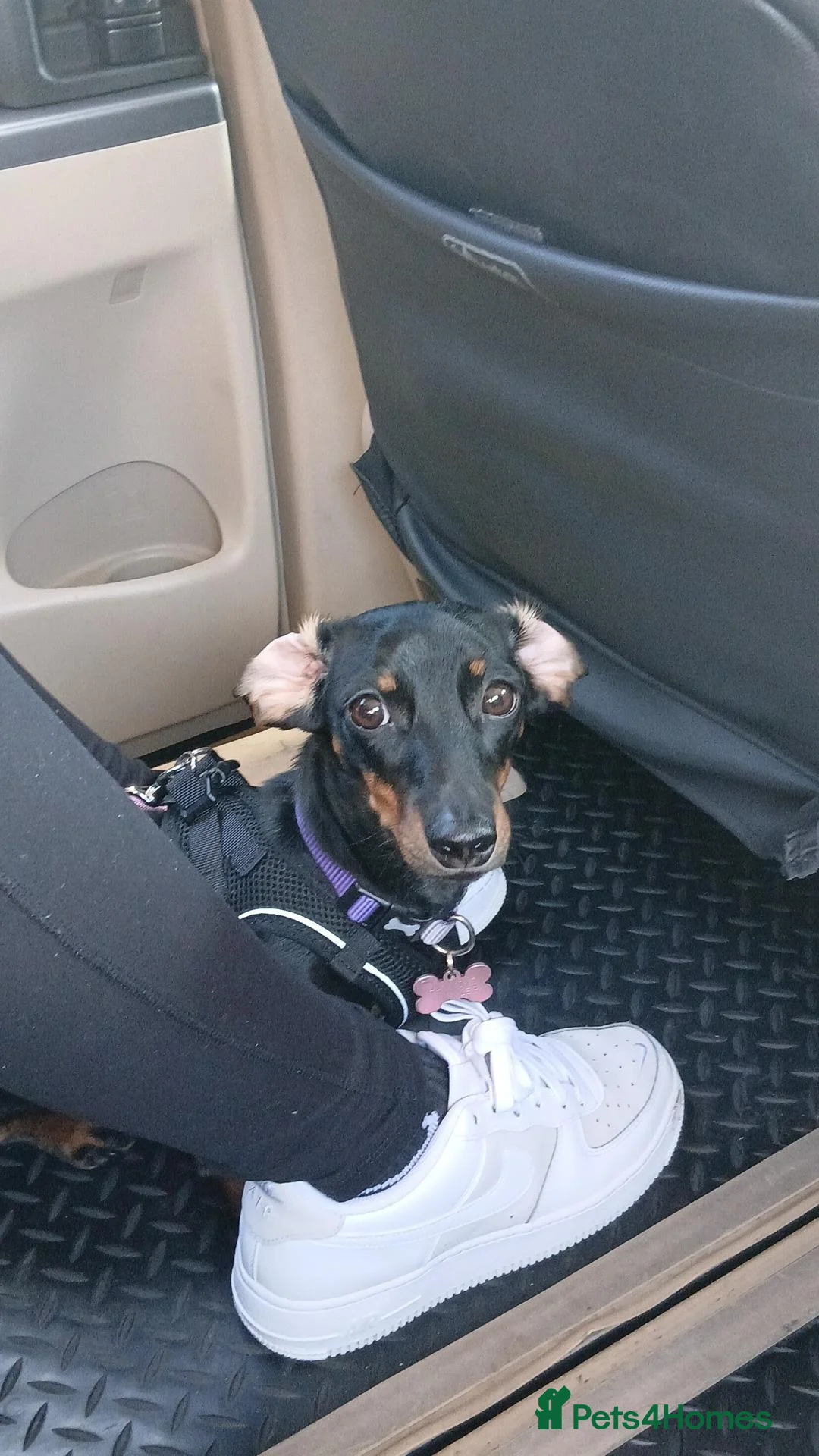 Dachshund dogs for sale: Angel  in Wolverhampton - Advert 1