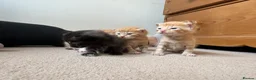 Mixed Breed cats for sale: Litter of 5 kittens  in Eye - Advert 11