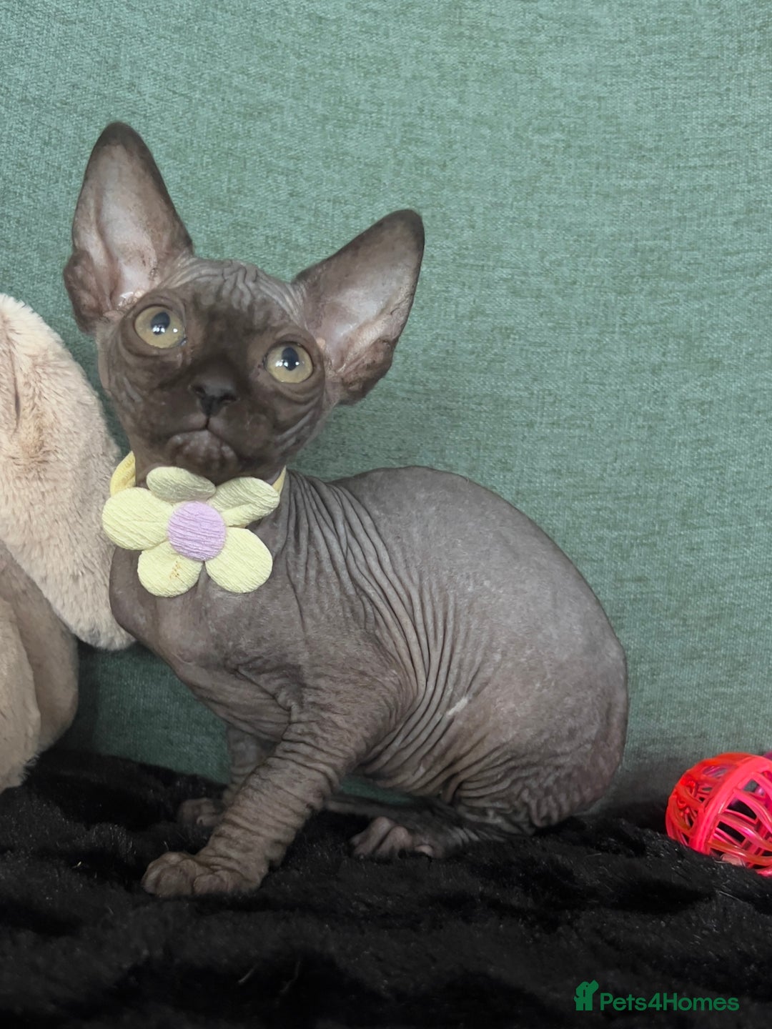 Sphynx cats for sale: Sphynx kittens ready now✨ - Image 10