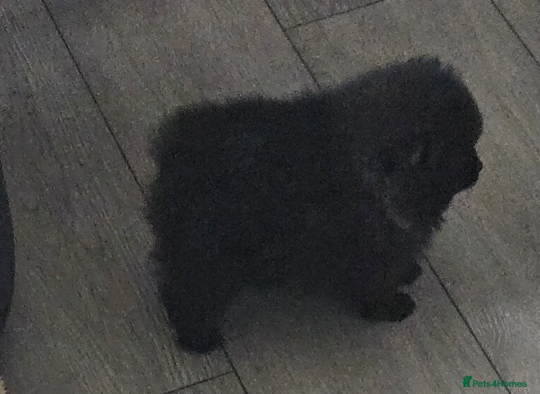 Pomeranian dogs for sale: Pretty Pomeranians  - Advert 15