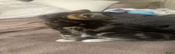 American Shorthair cats for sale: Kitten american shorthair black and brown in Nottingham - Advert 17