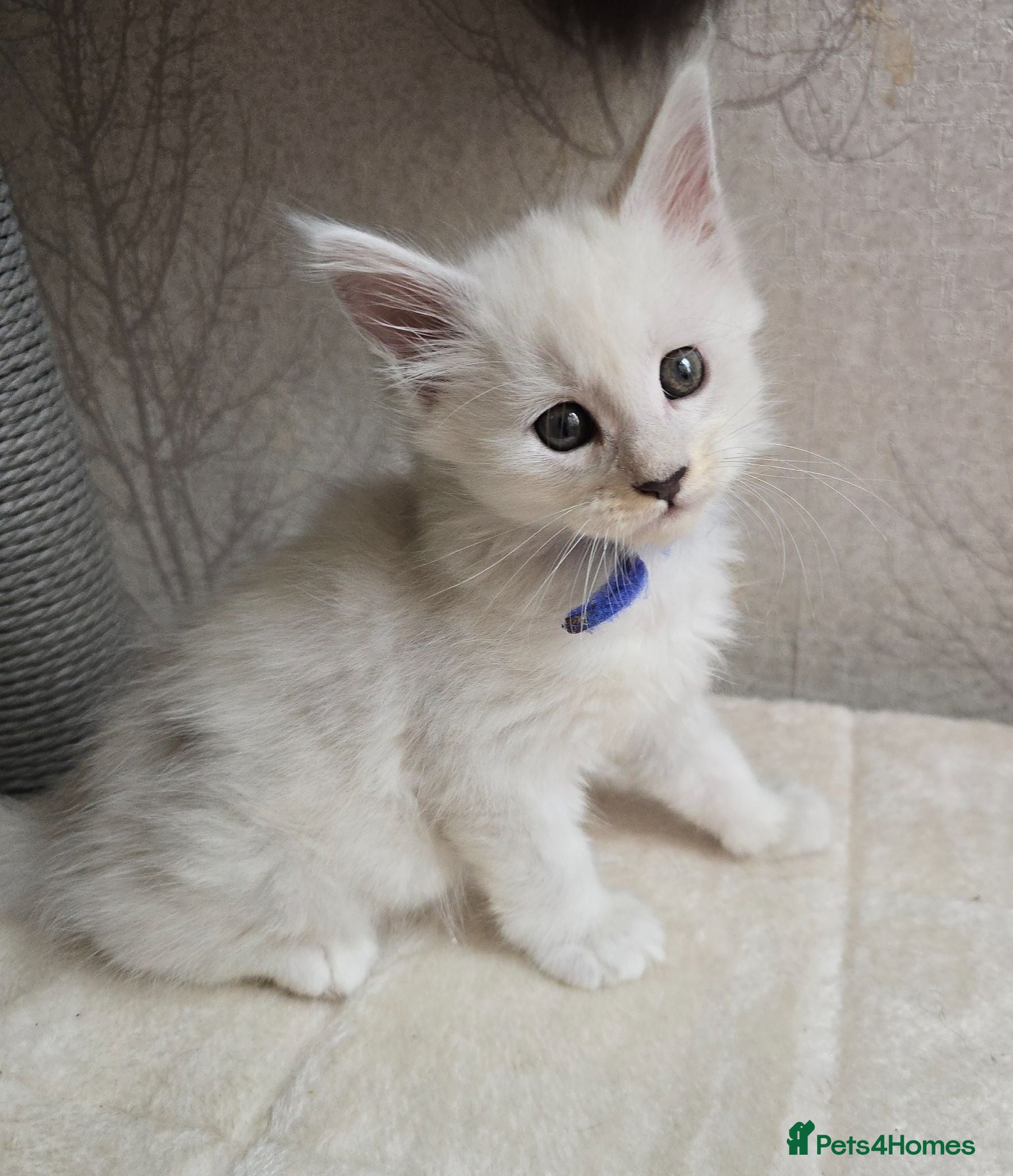 Maine Coon cats STUNNING RARE Maine Coons Shaded Shell Silver - Advert 1