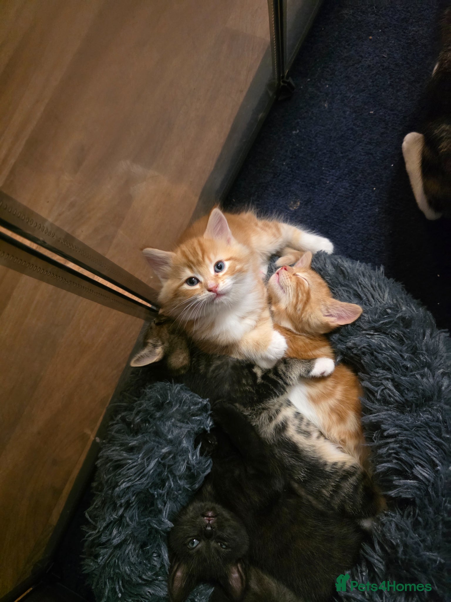 Mixed Breed cats Adorable kittens  - Advert 5