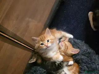 Mixed Breed cats Adorable kittens - Advert 4