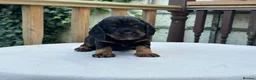 Cocker Spaniel dogs for sale: Working cocker spaniel puppies for sale - Advert 11