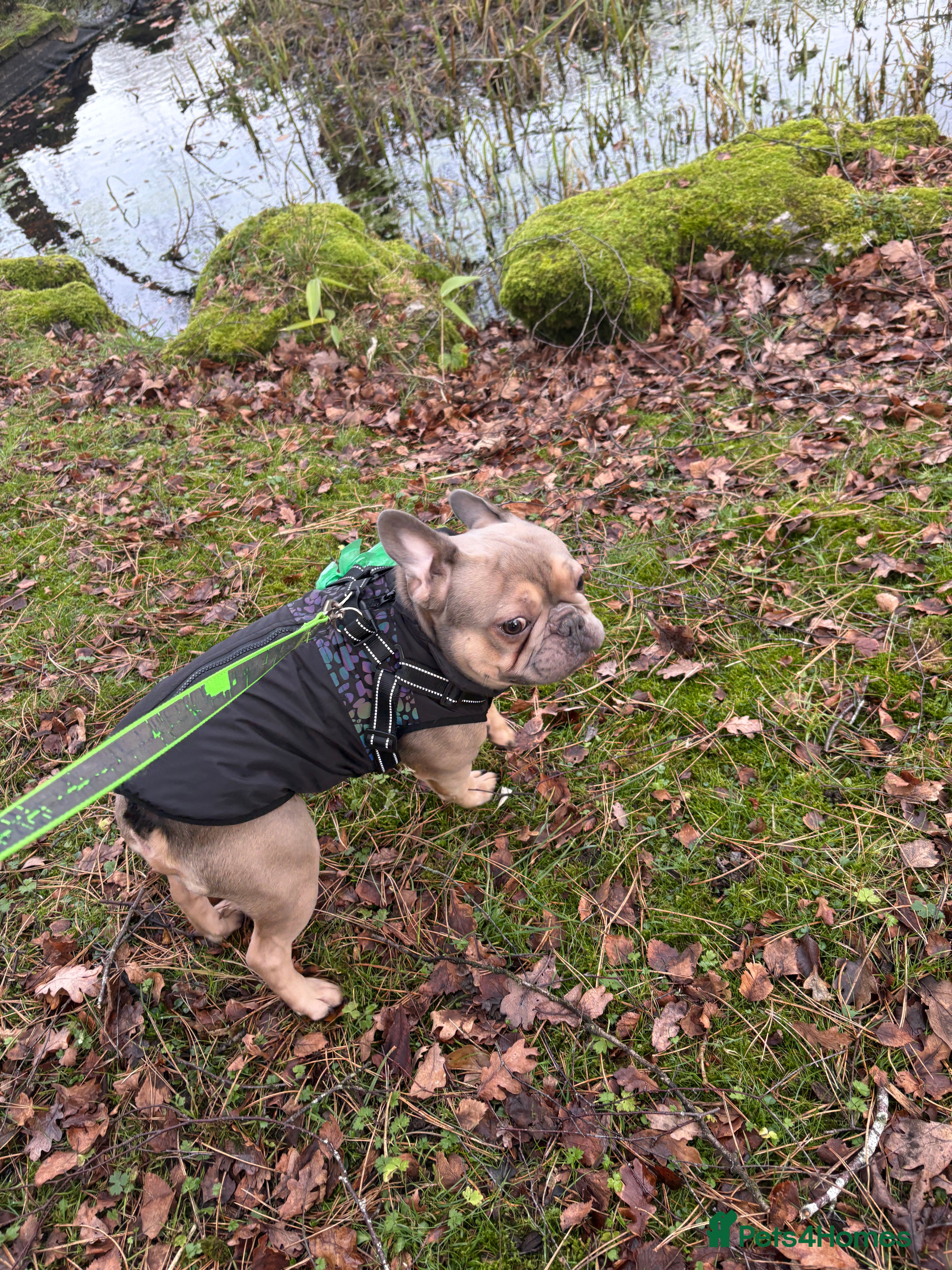 French Bulldog dogs Frenchie in Bootle - Advert 1