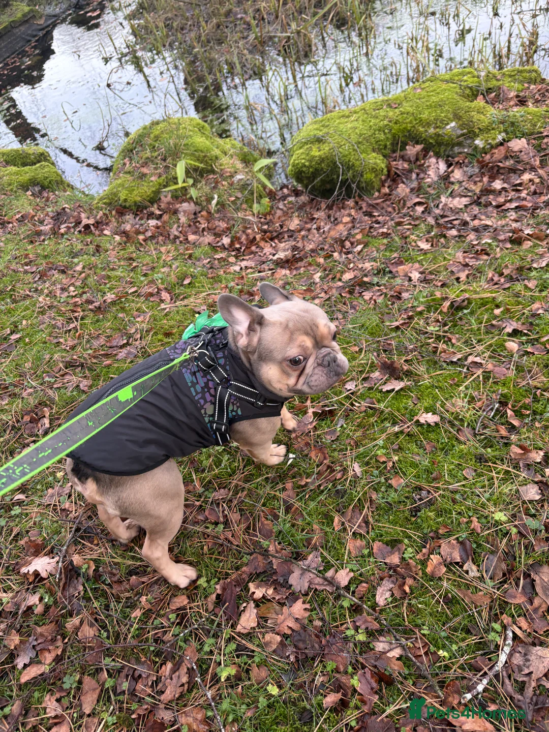 French Bulldog dogs for sale: Frenchie in Bootle - Advert 1