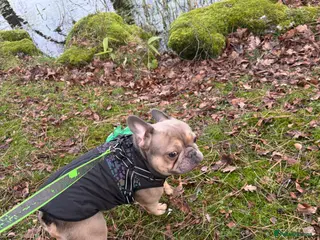 French Bulldog dogs Frenchie in Bootle - Advert 1