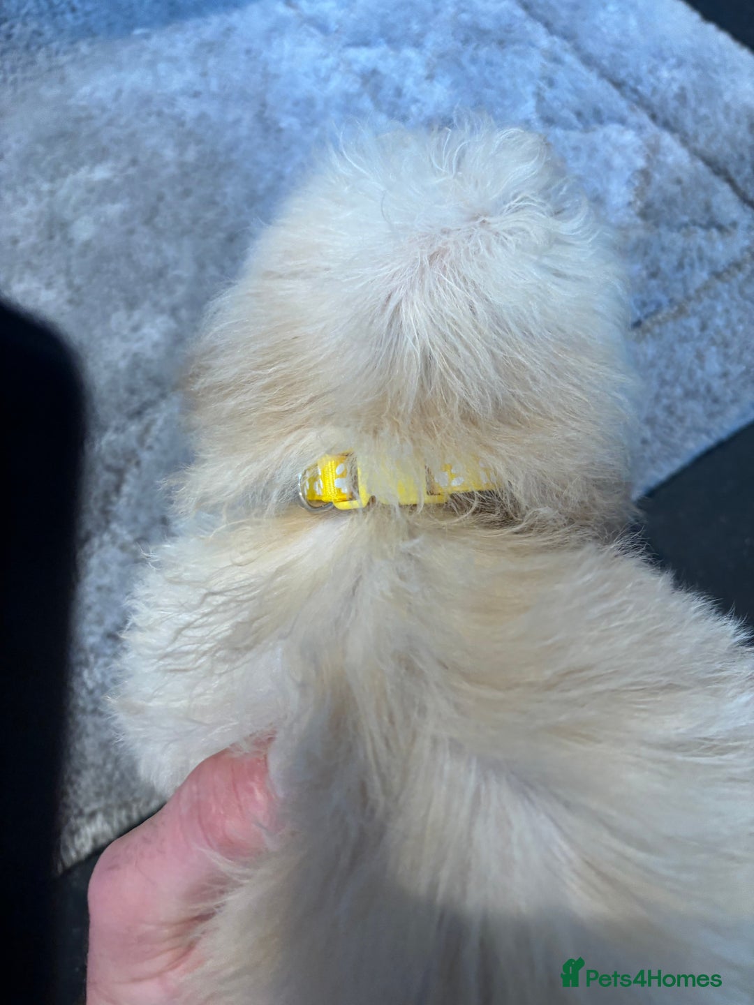 Poochon dogs for sale: Beautiful f1 poochon puppys READY NOW!!! - Advert 18