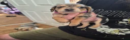 Mixed Breed dogs for sale: 1 Male and 3 Female Dorkies in Southampton - Advert 10