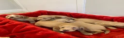 Cocker Spaniel dogs for sale: KC Reg Cocker Spaniel Puppies DNA Tested  in Aberdeen - Advert 16