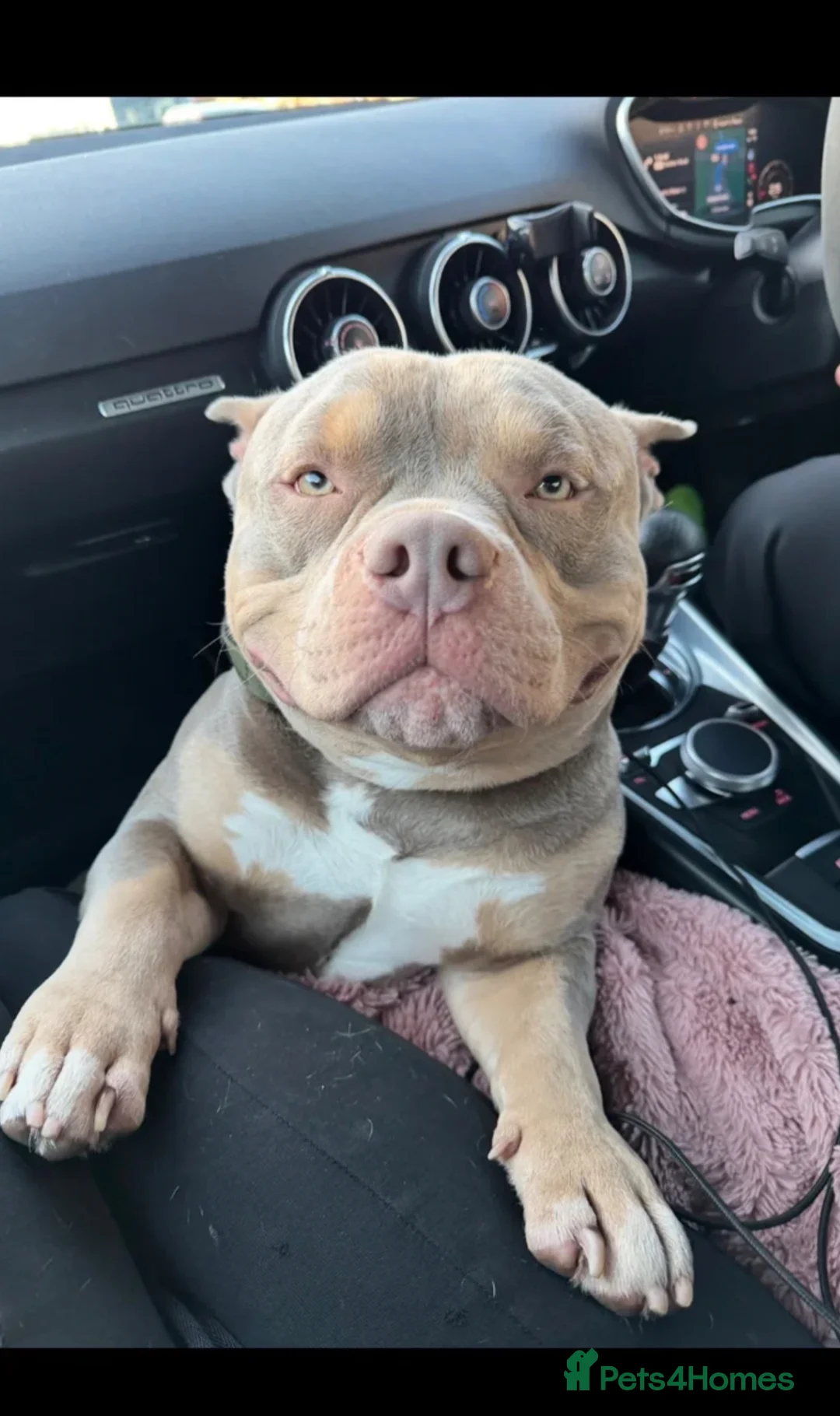 American Bully dogs for stud: 🐾BUGZY THE AMERICAN BULLY STUD🐾 - Advert 2