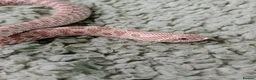 Snake reptiles for sale: Male Caramel Hognose Snake – Healthy & tame  in Shrewsbury - Advert 3