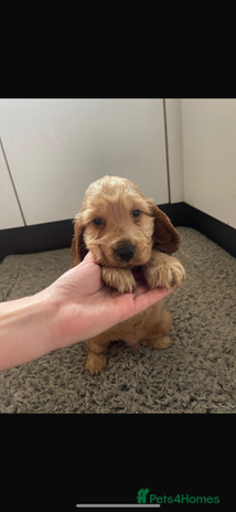 Cocker Spaniel dogs (1 left) Show type cocker spaniel puppies - Advert 12