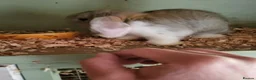 Mini Lop rabbits for sale: Mini Lop Bunnies ready to leave 2 - remaining  - Advert 7