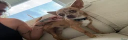 Chihuahua dogs for sale: 6 month old chihuahua puppy’s  - Advert 9