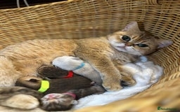 British Shorthair cats for sale: Chunky British shorthair  - Advert 2