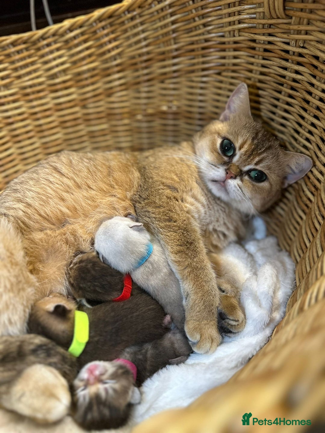 British Shorthair cats for sale: Chunky British shorthair  - Advert 2
