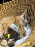 British Shorthair cats Chunky British shorthair - Advert 1