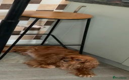 Cavalier King Charles Spaniel dogs for sale: Stunning Cavalier king Charles Spanniel Puppies - Advert 1