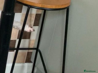 Cavalier King Charles Spaniel dogs for sale: Stunning Cavalier king Charles Spanniel Puppies - Advert 1