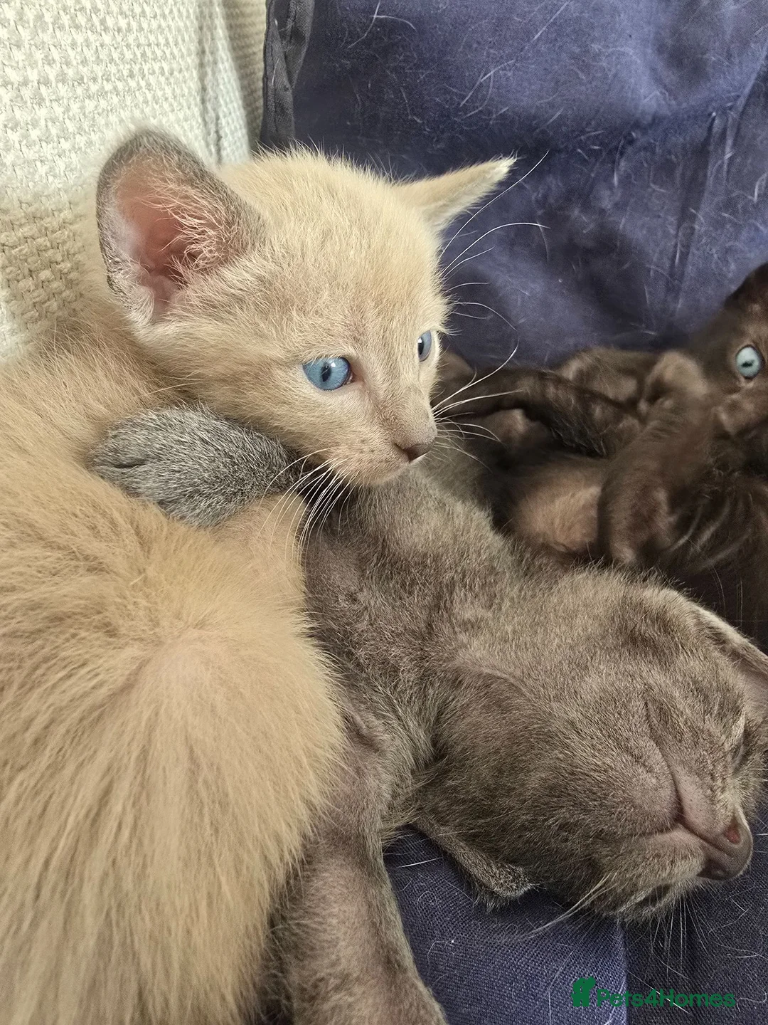 Siamese cats for sale: Siamese - Advert 11