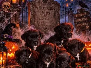 Patterdale Terrier dogs Stunning spooktacular Patterdale puppies - Advert 1