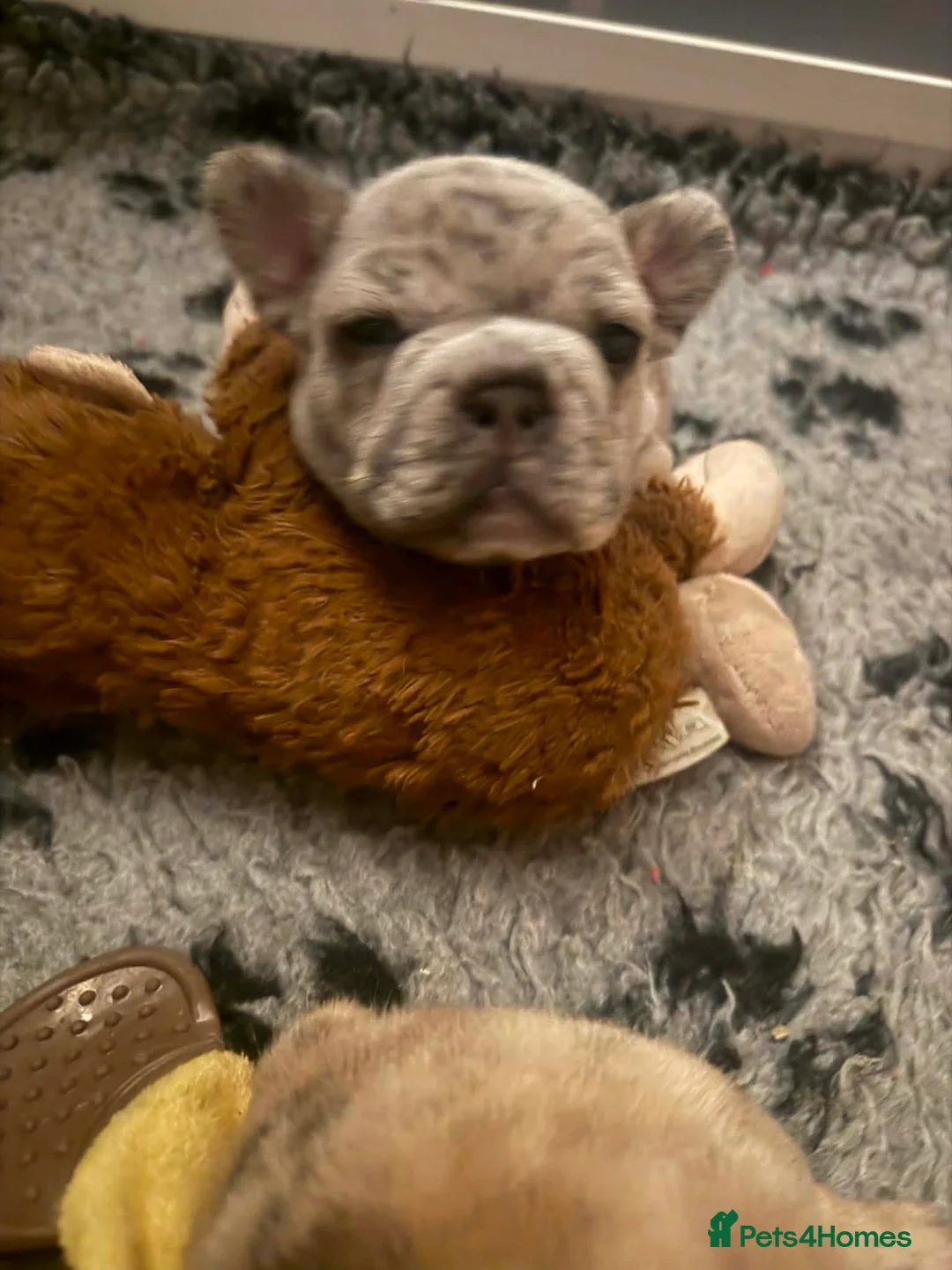 French Bulldog dogs for sale: French bulldog puppies  - Advert 11