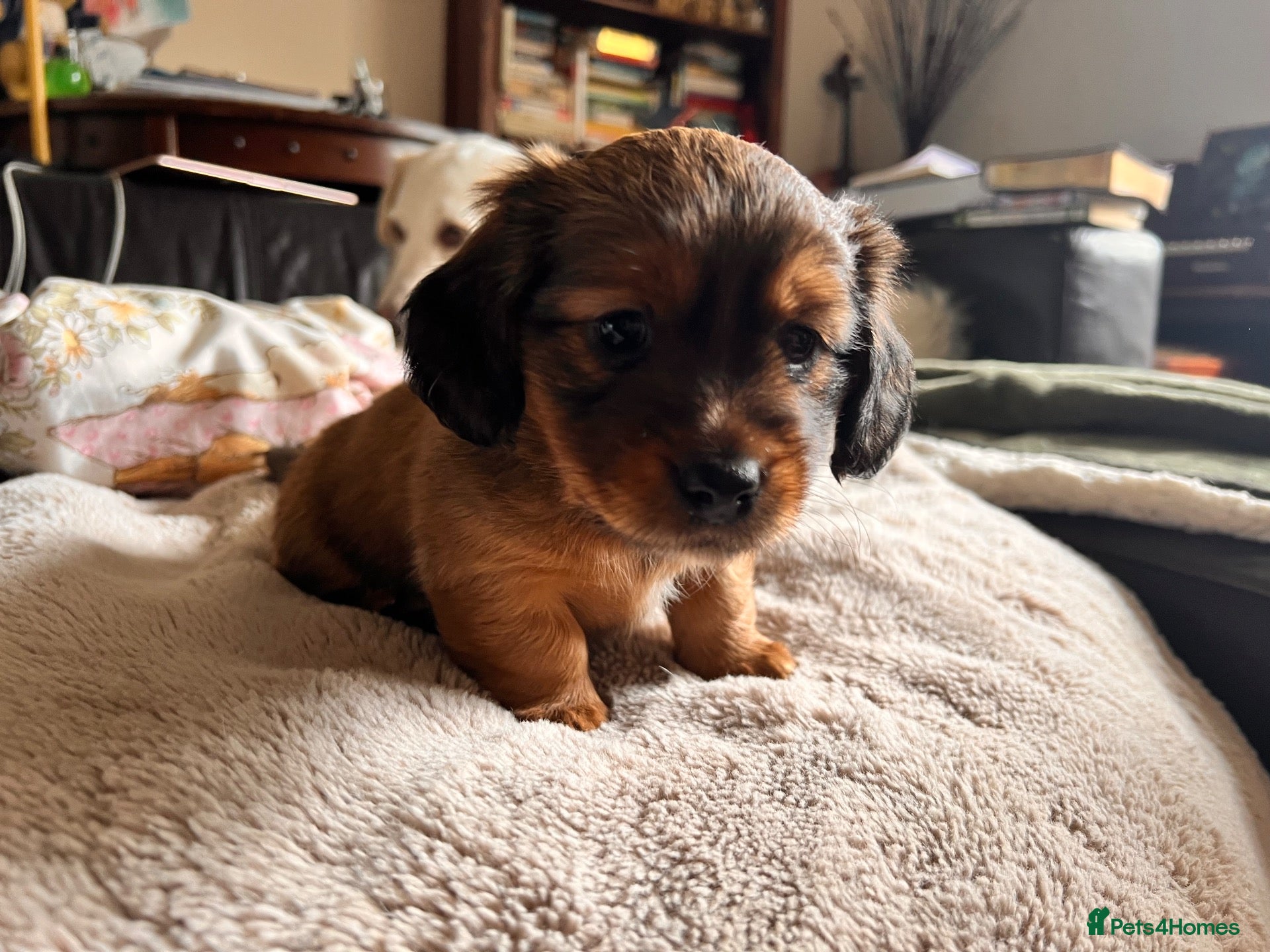 Mixed Breed dogs Miniature Daschund x 1/8th Border Terrier Puppies - Advert 1