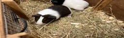 Guinea Pig rodents for sale: Female - sow Dutch guinea pigs - Advert 4