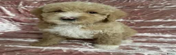 Goldendoodle dogs for sale: Beautiful doodles looking for forever homes - Advert 30
