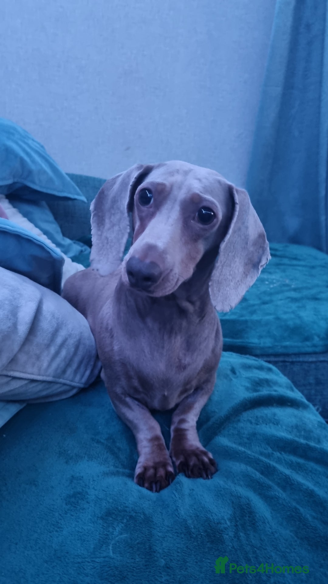 Miniature Dachshund dogs for sale: Mini Dachshund Puppies - Image 1