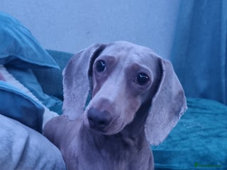 Miniature Dachshund dogs for sale - Advert 1