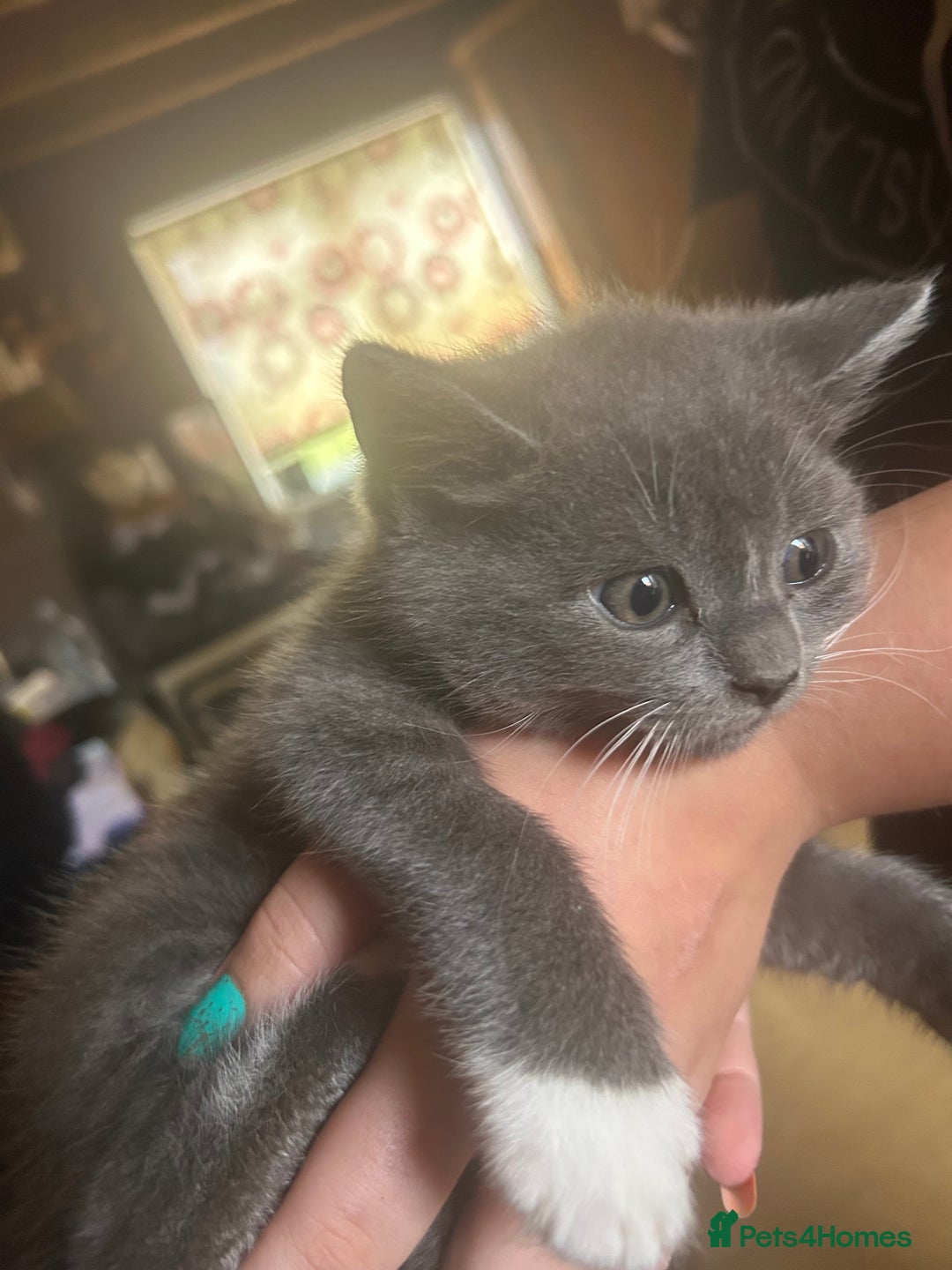 Mixed Breed cats for sale: Blue male with white socks  - Image 15