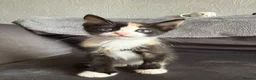Domestic Shorthair cats for sale: 4 Adorable Domestic Shorthair Kittens - Advert 17