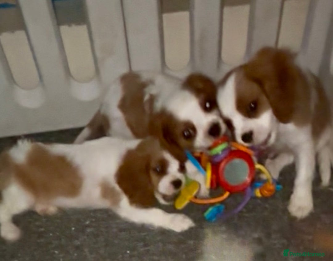 Cavalier King Charles Spaniel dogs for sale: King Charles cavalier  in Arundel - Image 23