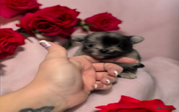 Pomeranian dogs for sale: Teddy Bear poms  - Advert 10