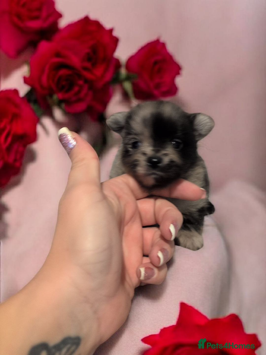 Pomeranian dogs for sale: Teddy Bear poms  - Advert 10