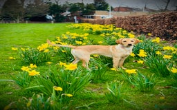 Labradoodle dogs for sale: 2 year old Labrador  - Image 13