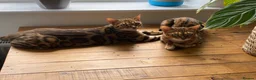 Bengal cats for sale: 2 Bengal Cats *stunning colours* - Advert 8