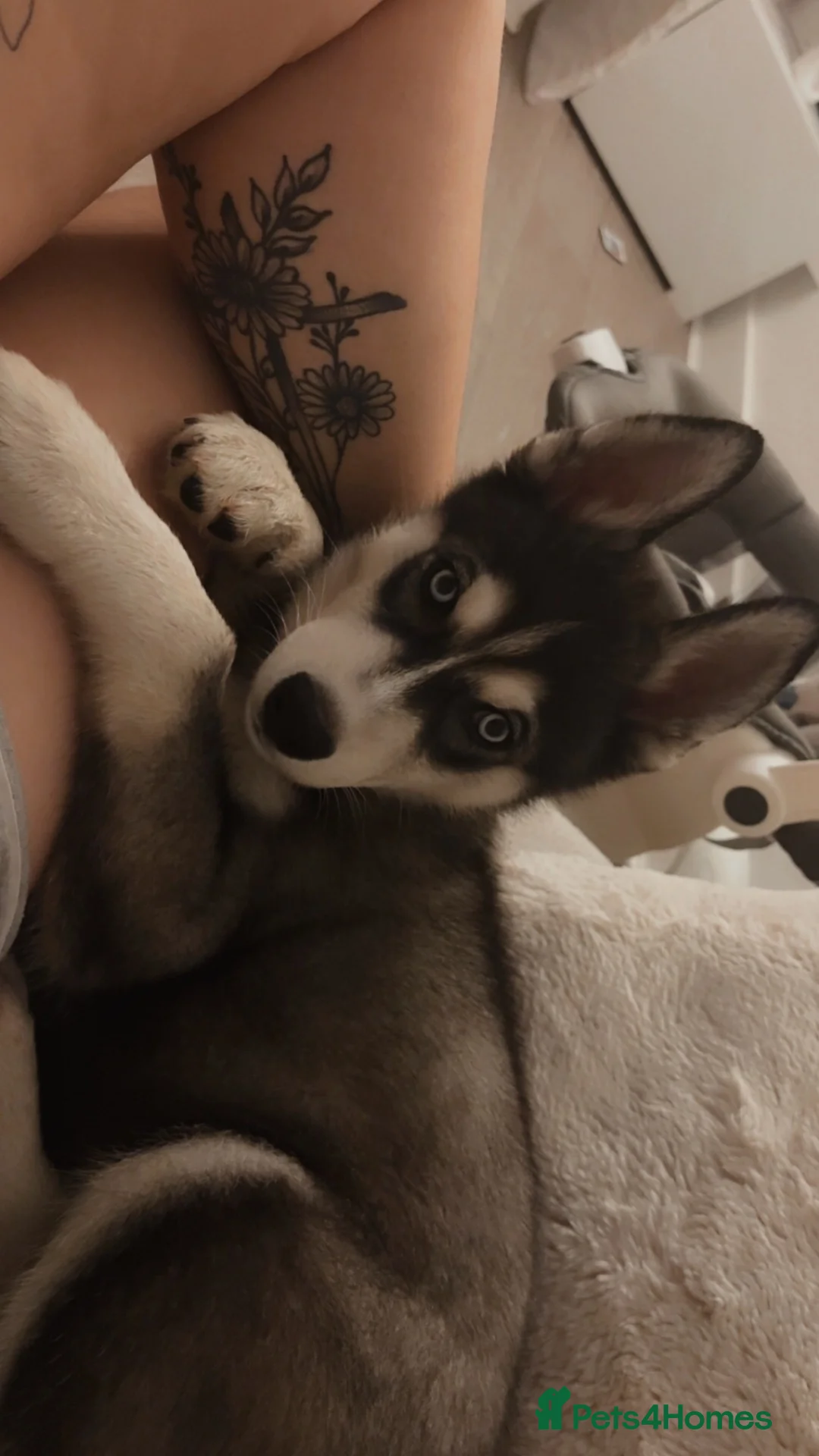 Siberian Husky dogs for sale: Siberian husky  in Slough - Advert 3