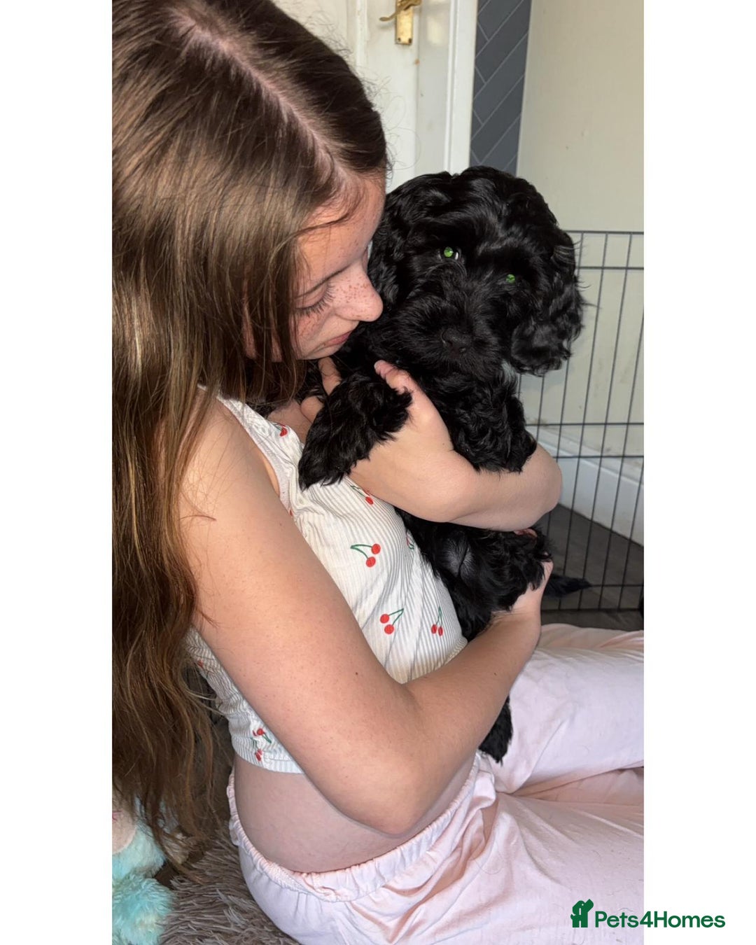 Cockapoo dogs for sale: Beautiful cockapoo girl puppy - Image 1