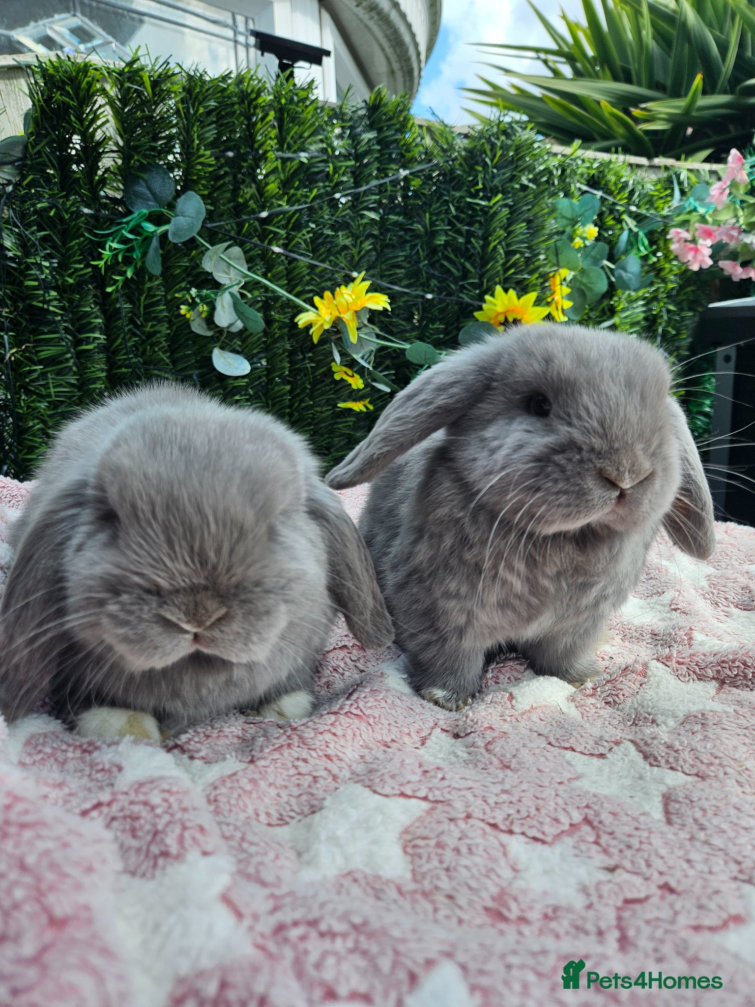 Mini Lop rabbits Mini lops 9 weeks old - Advert 1