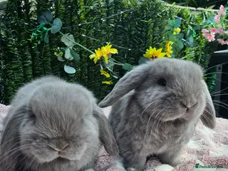 Mini Lop rabbits Mini lops 9 weeks old - Advert 3