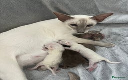 Siamese cats for sale: Outstanding pedigree Siamese Oriental kittens - Image 3